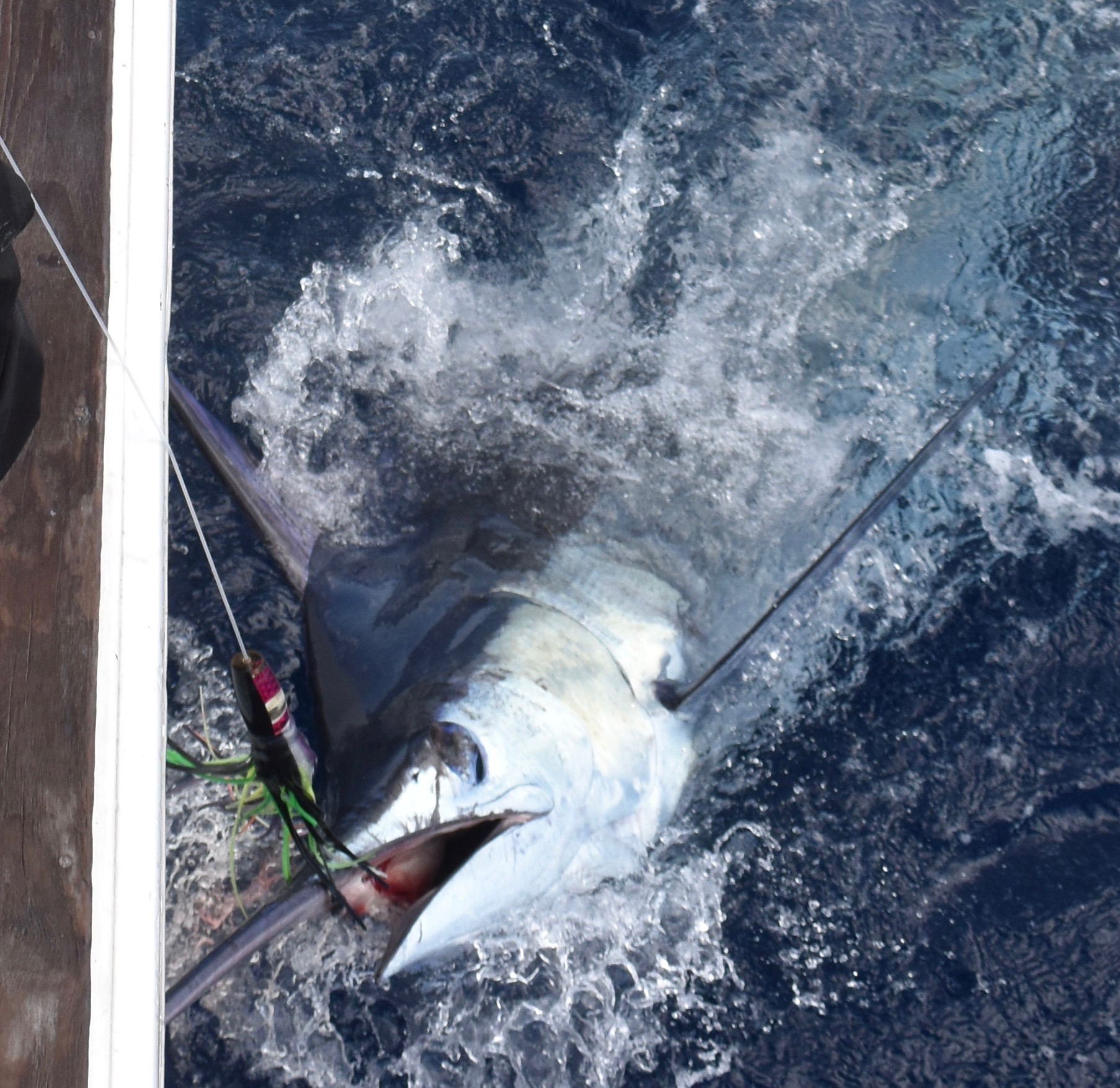 A blue marlin at the side of a boat in the Azores.