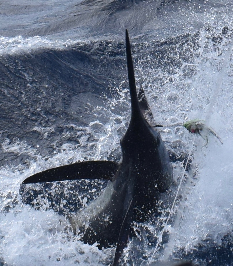 A blue marlin jumping through the spray in the Azores.
