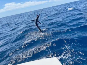 Sailfish jumping near the boat in Costa Rica
