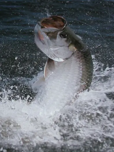 Angler holding a tarpon in the Caribbean Coast of Costa Rica
