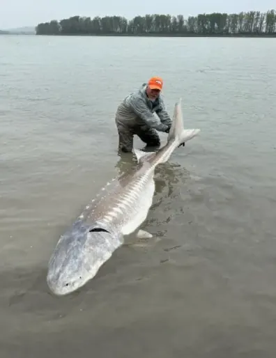 A fishermen holding a giant sturgeon in the Fraser River, BC.