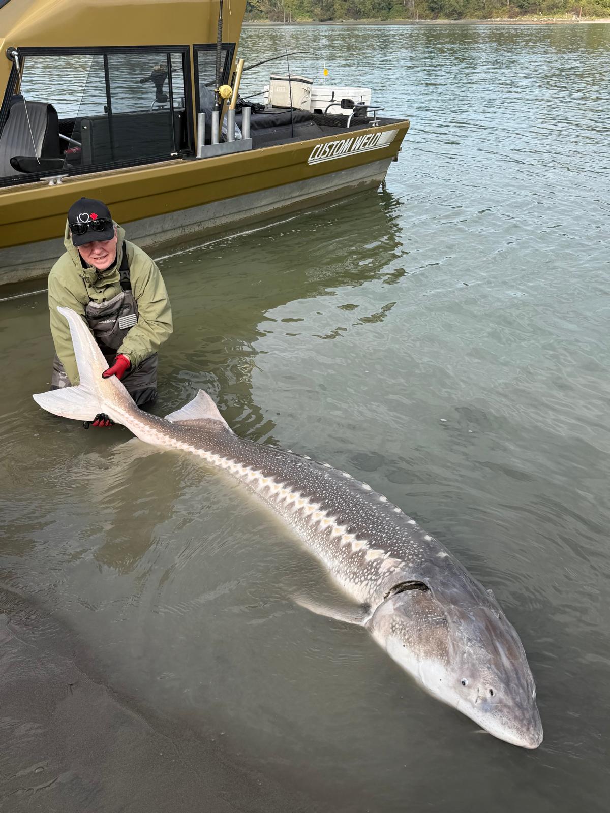 An angler holding a giant sturgeon in the Fraser River, British Columbia.