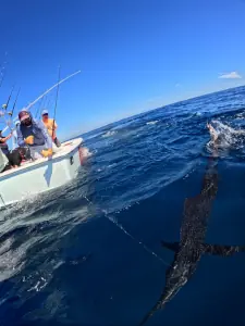 Underwater view of a sailfish on a handline in Guatemala