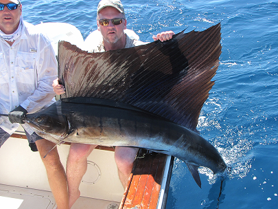 An angler holding a Sailfish caught in Panama